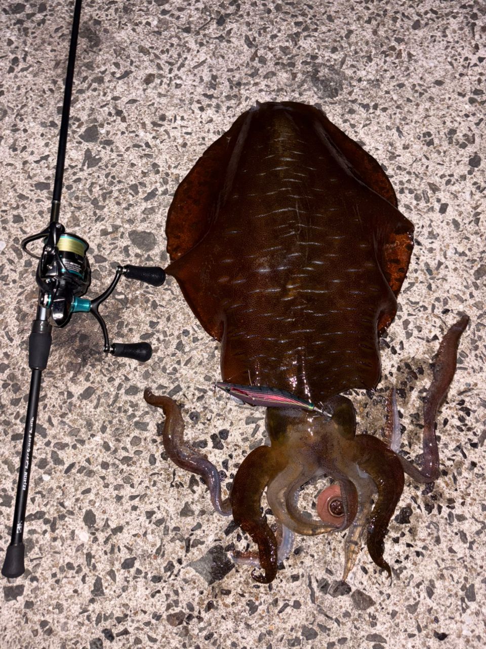 アオリイカの釣果写真
