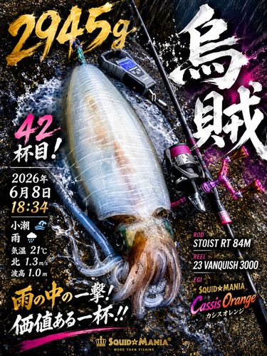 アオリイカの釣果