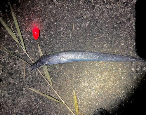 タチウオの釣果