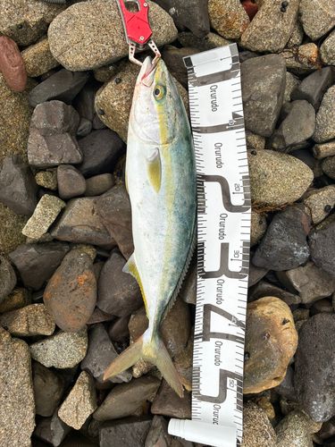 ヤズの釣果