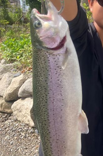 ニジマスの釣果