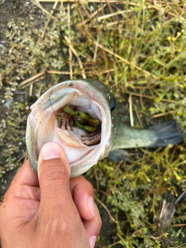 ブラックバスの釣果