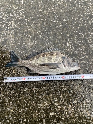 クロダイの釣果