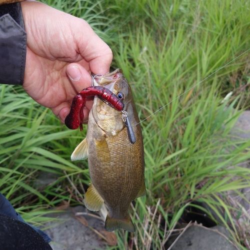 スモールマウスバスの釣果