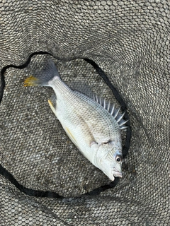 キビレの釣果