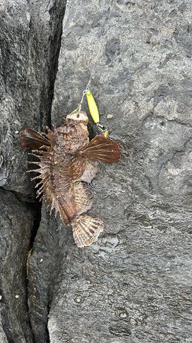 オニオコゼの釣果