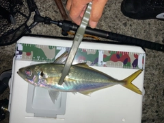 マアジの釣果