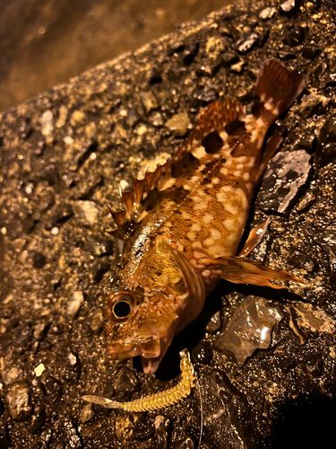 カサゴの釣果