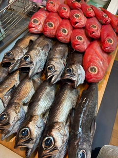 ムツの釣果