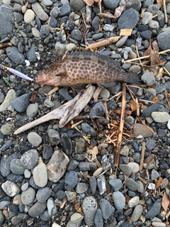 オオモンハタの釣果