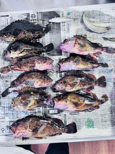 カサゴの釣果