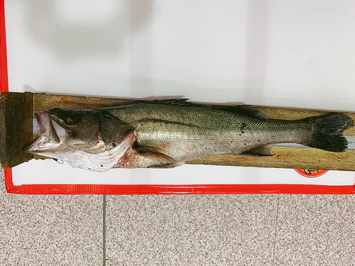 スズキの釣果