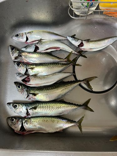 サバの釣果