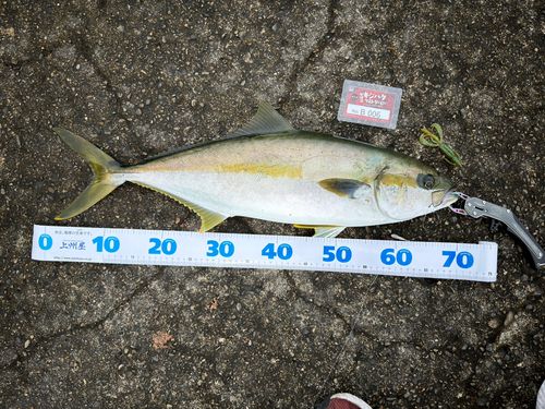 ヒラマサの釣果