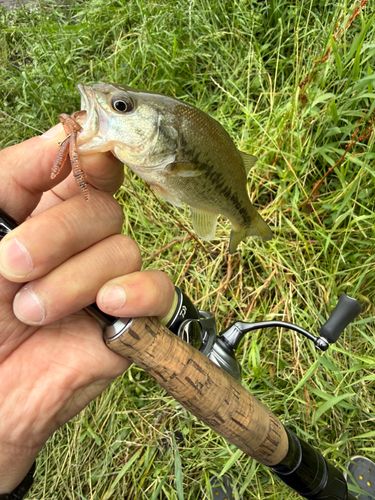 ラージマウスバスの釣果
