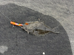 ソゲの釣果