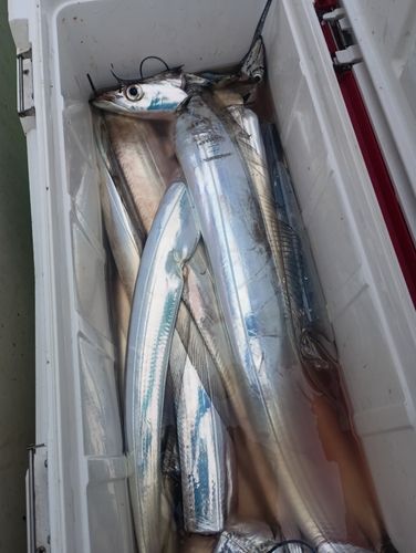 タチウオの釣果