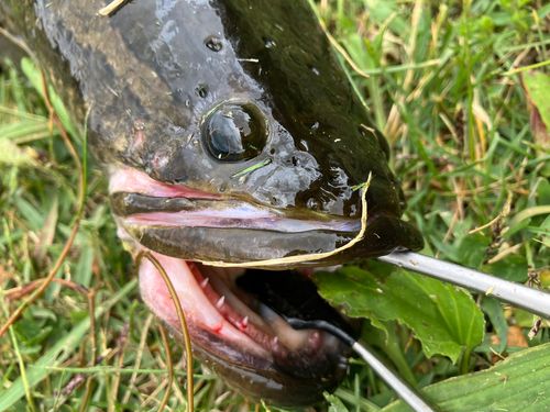 ライギョの釣果