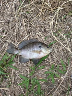 ブルーギルの釣果