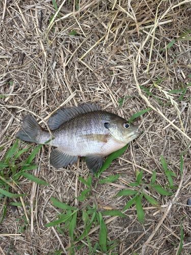ブルーギルの釣果