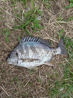 キビレの釣果