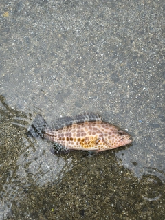 オオモンハタの釣果