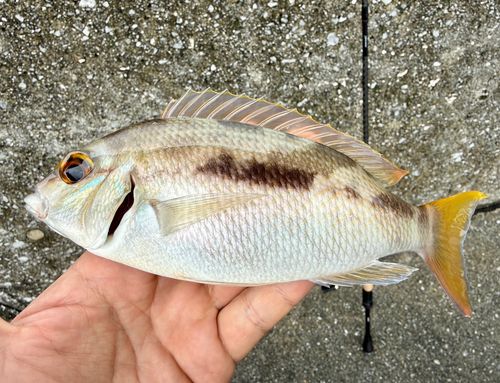 ジューマー(ヒトスジタマガシラ)の釣果