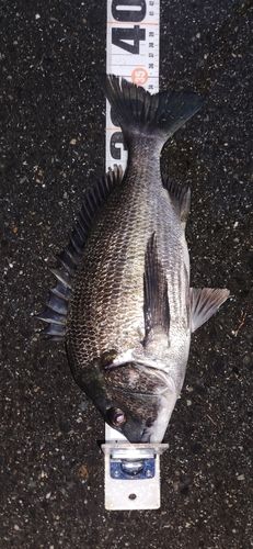 チヌの釣果