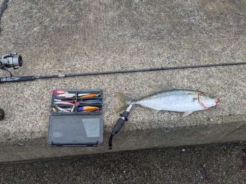 ヤズの釣果