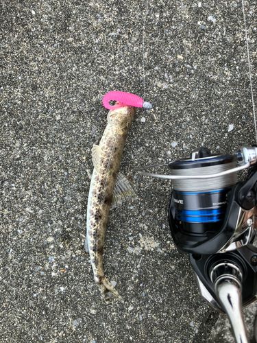 エソの釣果