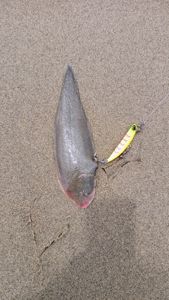 シタビラメの釣果