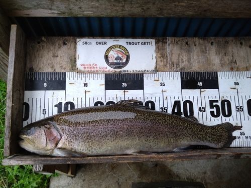 ロックトラウトの釣果 - アングラーズ | 釣果600万件の魚釣り情報サイト