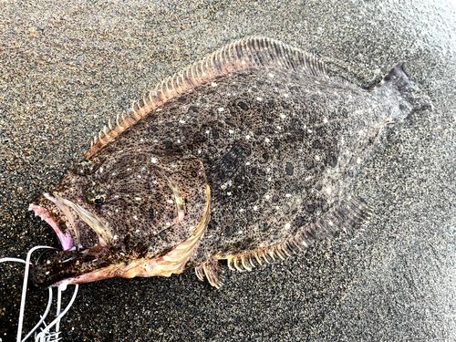 ヒラメの釣果