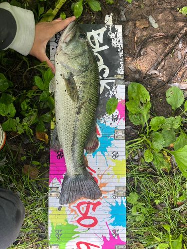 ラージマウスバスの釣果