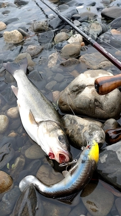 ウグイの釣果