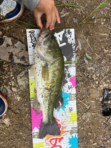 ラージマウスバスの釣果
