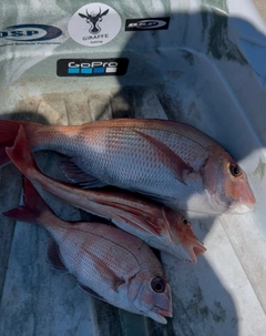タイの釣果