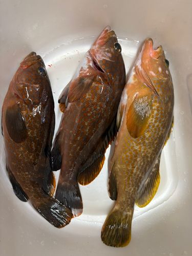 キジハタの釣果
