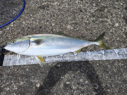 ブリの釣果