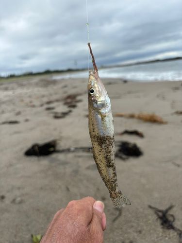 キスの釣果