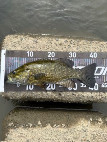 スモールマウスバスの釣果