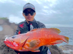 アカハタの釣果