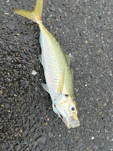 マルアジの釣果