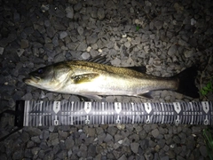 スズキの釣果