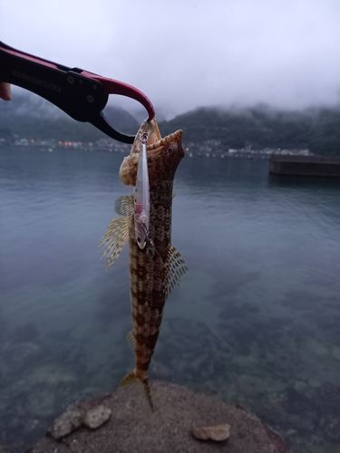 エソの釣果