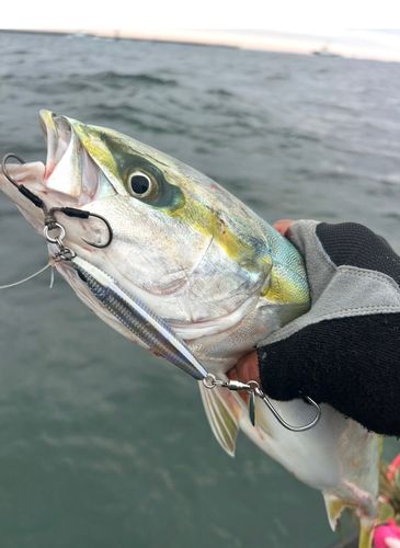 イナダの釣果