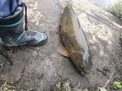 コイの釣果