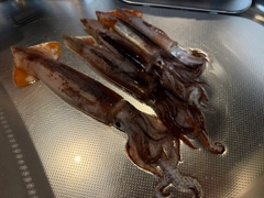 ムギイカの釣果