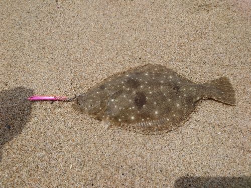 ヒラメの釣果