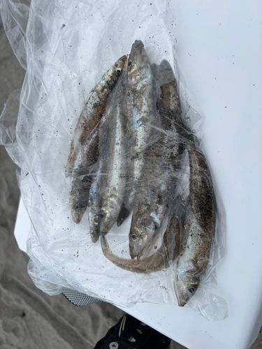 キスの釣果